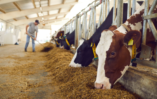 Agriculture, Food & Feed